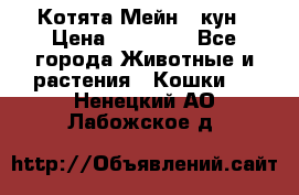 Котята Мейн - кун › Цена ­ 19 000 - Все города Животные и растения » Кошки   . Ненецкий АО,Лабожское д.